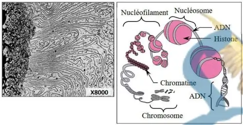 Nature de l’information génétique